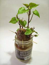 How To Grow Sweet Potato Vine Indoors Growing Sweet Potatoes Sweet Potato Vine Potato Vines
