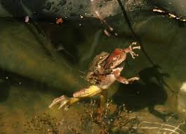 Adults usually feed at night and often consume great quantities of flying insects. Pacific Tree Frog Mating Season Redheaded Blackbelt