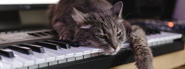 Understanding Cat Behaviour - Do Cats Like Music? | Purina