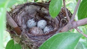 We did not find results for: I Found A Songbird Nest With Two Different Types Of Eggs In It What Is Going On All About Birds All About Birds