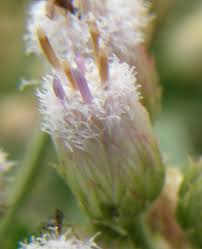 Image result for Pluchea ovalis