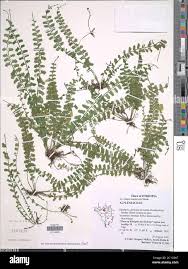Image result for Asplenium sandersonii