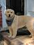 Short Haired Golden Lab