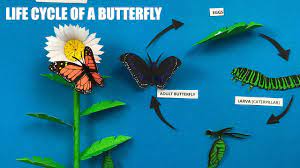 Download Life Cycle Of A Butterfly 3d Project Model For Science Exhibition Butterfly Caterpillar Pupa Youtube