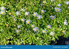 Image result for Felicia grantii