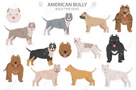 The american bully, or bully pit, is a muscular, stocky, mix breed. Pit Bull Type Dogs American Bully Different Variaties Of Coat Color Bully Dogs Set Vector Illustration Royalty Free Cliparts Vectors And Stock Illustration Image 138340282