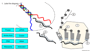 Proteins are made by ribosomes with the sequence of amino acids controlled by the sequence of bases contained within dna. Label Protein Synthesis