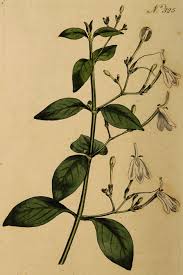 Image result for Struthiola montana