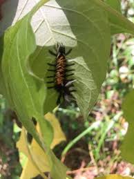 No, this is an endangered flower in michigan and listed as threatened by the federal government. Protecting Pollinators Helping Michigan S Native Species News Cadillacnews Com