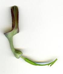 Image result for Aristolochia zenkeri