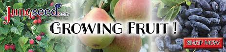 Poor, lacking soil puts undue stress on fruit trees, which makes them more susceptible to problems. Top Tips For Fruit Trees Jung Seed S Gardening Blog