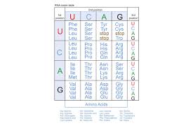 We did not find results for: Genetic Code And Rna Codon Table