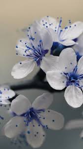 #farm cats #on the farm #cute cats #blue flowers #cottagecore. Blue Flowers Wallpapers Wallpaper Cave