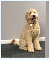 Woody is 20 to the shoulder and is a very kind and considerate stud due to his beautiful soft, kind and gentle nature. The World S Best Goldendoodle For Sale You Can Actually Buy Dog Breed