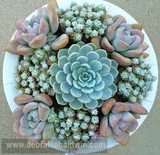 Gorgeous Kakteen Und Sukkulenten Sukkulenten Pflanzen Zimmer Sukkulenten