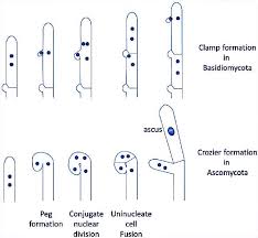 Read the following and then answer the questions by coloring the picture on the back. Dikaryon Formation Occurs In Aphycomycetes And Slime Class 11 Biology Cbse