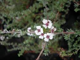 Image result for Eriosema robinsonii