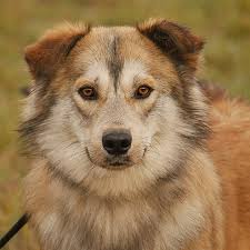 Ein herzliches dankeschön an alle pflegemamas und papas, die sich die zeit genommen und ihre schützlinge begleitet haben. Tiere Suchen Ein Zuhause Extra Lb