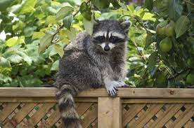 You can spray it near your garden, and it will be a giant red flag telling raccoons to stay away. How To Get Rid Of Raccoons Possums And Skunks In Your Yard