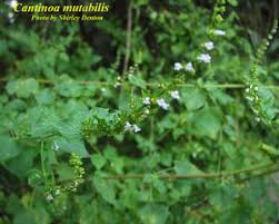 Image result for Cantinoa