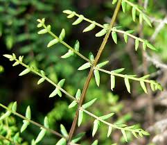 Image result for Pellaea dura