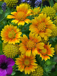 There are many flowering trees that grow in arizona. Gaillardia Arizona Apricot Bluestone Perennials