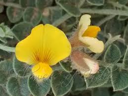 Image result for Crotalaria lotoides