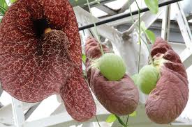 Image result for Aristolochia
