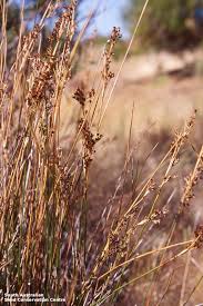 Image result for Juncus kraussii