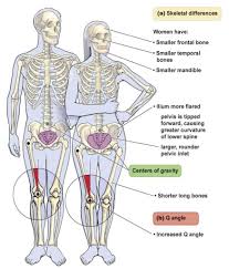 Anatomy Difference Between Male And Female Human Skeleton
