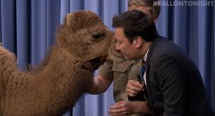 Å¨æå¾gif Kiss Animal Jimmy Fallon Tonight Show Fallontonight Kisses Loving Magical Camel Tender Delightful Robert Irwin Can You Feel The Love Tonight Baby Camel Lovely Moment Camel Kisses å¨æå¾gif blogger