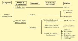 Check spelling or type a new query. Kingdom Animalia Attributes Hierarchy Patterns Examples And Videos