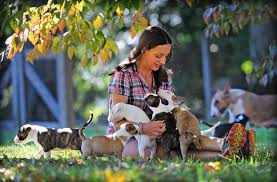 Puppy culture represents the gold standard in puppy rearing and early socialization. Puppy Culture Home Facebook