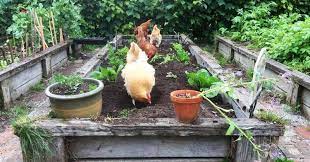 Here's tom smart's beginners' guide to starting out as a backyard hen keeper chickens make great slug munchers, but don't let them near your vegetable patch. How To Keep Chickens Out Of The Garden