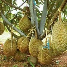 Pokok durian saya menjadi ! 5 Cara Menanam Durian Musang King Yang Baik Dan Benar Tips Petani