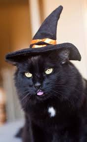 Dress Up Cat Dressed Up Cats Crazy Cats