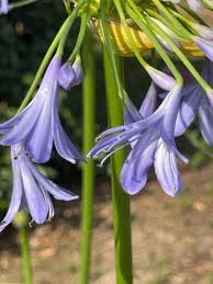 Image result for Agapanthus africanus