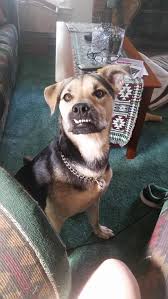 Dog bone, vet tech alishagoescrafty. National Dogo Day Here S My Remy Album On Imgur