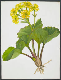 Image result for Ranunculaceae