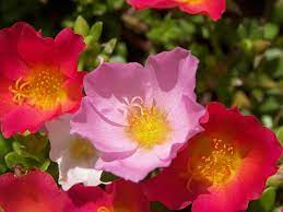 Anemone Flower Anemone Flower Anemone Flowers