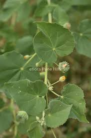 Image result for Abutilon indicum