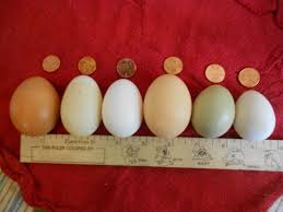 duck eggs vs chicken eggs backyard poultry