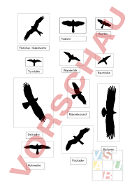 Auch der steinadler war bedroht, denn auch er wurde vom menschen verfolgt. Arbeitsblatt Greifvogel Flugbilder Losungen Biologie Tiere