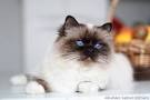 Birman - Price, Personality, Lifespan
