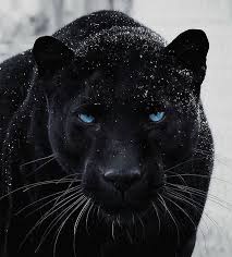 Exclusive Wildlife On Instagram Majestic Animals Animals Beautiful Majestic Animals