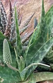 Image result for Ledebouria revoluta