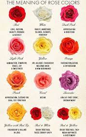 In christianity, flowers of different colors symbolize springtime or even 'children of light'. Meaning Of Color Of Roses Rose Color Meanings Different Color Roses Rose Color