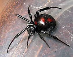 The toxin of the female black widow spider is multiple times as harmful as the toxin of the prairie poisonous snake. Poisonous Spiders Archives Northwest Exterminating