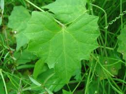 Image result for Zehneria