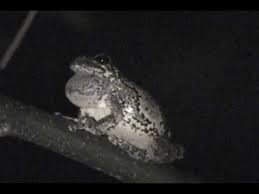 Image result for northern grey tree frog